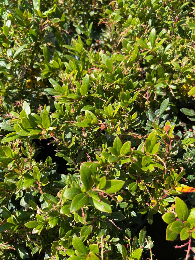 Dwarf Marina Strawberry Tree in 6" Pot – Small Evergreen Arbutus unedo for Container Gardening and Landscaping