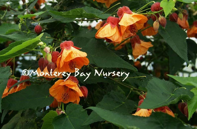 Abutilon 'Apricot' Live Plant in 6-Inch Pot with Soft Apricot Flowers, Abutilon hybrids, Garden & Indoor Plant