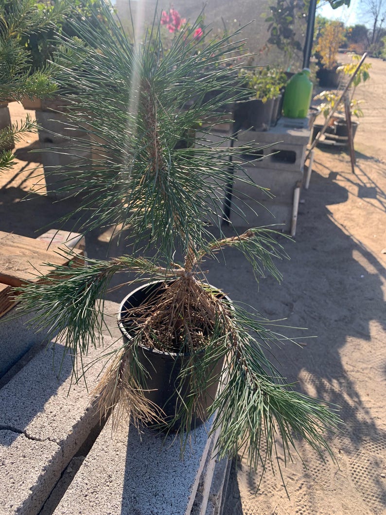 Japanese Black Pine Plant in 6" Pot | Pinus thunbergii for Bonsai, Landscaping & Indoor/Outdoor Use
