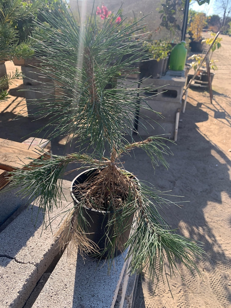 Japanese Black Pine 6" Pot - Pinus Thunbergii Bonsai Tree, Dwarf Evergreen Indoor/Outdoor Plant
