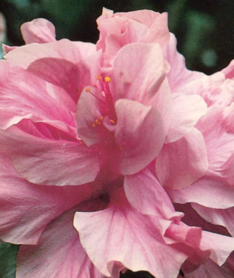 Kona Improve Hibiscus Plant 3 Gal Pot – Pink Flowers – Fast-Growing Hibiscus rosa-sinensis for Garden or Container