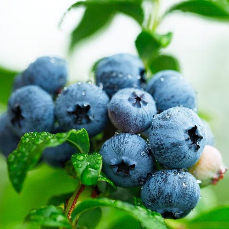Sweetheart Blueberry Bush in 6" Pot | Vaccinium 'Sweetheart' | Juicy Large Blueberries, Edible Garden Shrub