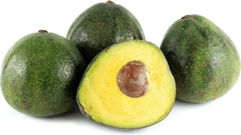 Nabal Avocado Tree Grafted in 3-Gallon Pot | Persea americana | Home Garden, Container, Fruit Tree