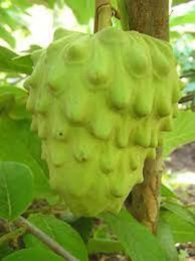 Cherimoya Plant in 6-Inch Pot – Annona cherimola – Tropical Fruit Tree for Garden or Container