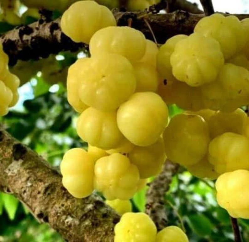 Tropical Gooseberry Plant - 3-Gallon Pot - Chùm Rút Amla Berry - Phyllanthus emblica - 2 to 3 Feet Tall