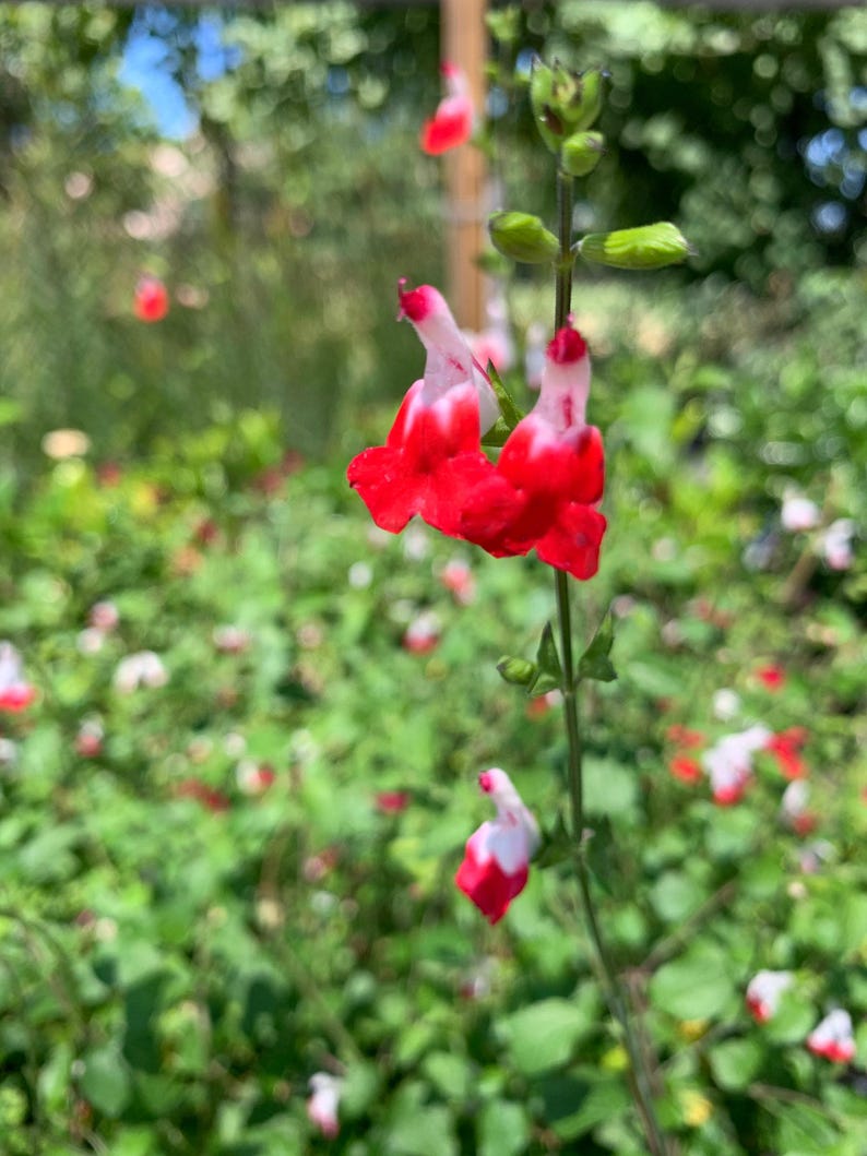 Salvia 'Hot Lips' Live Plant 6" Pot, Perennial Sage with White Flowers and Red Tips, Drought-Tolerant, Pollinator-Friendly