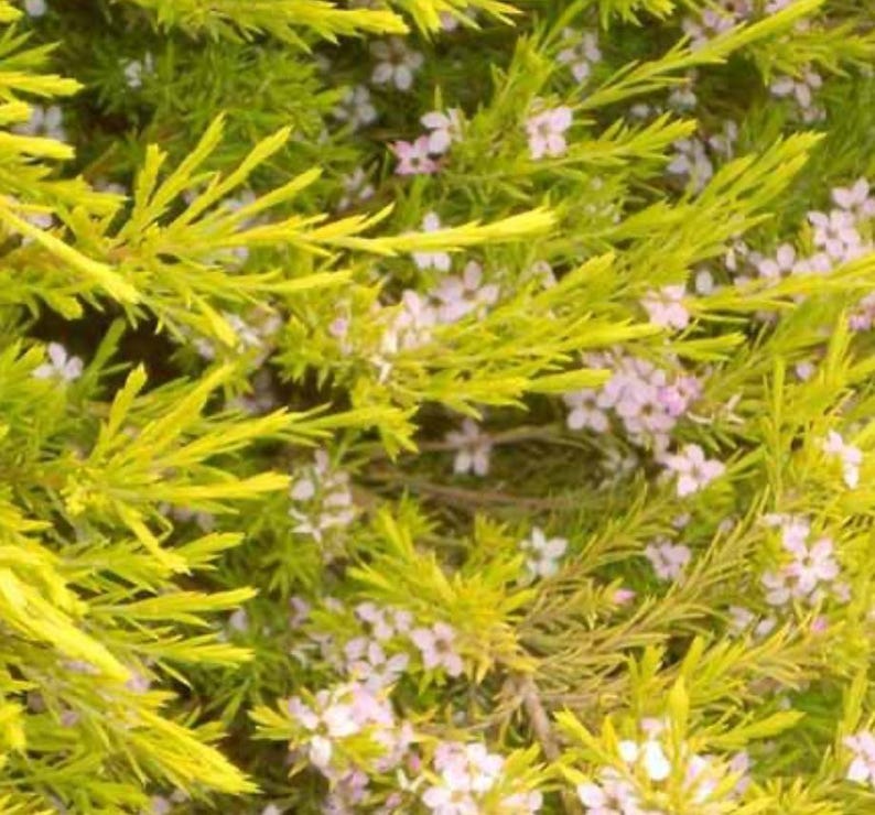 Golden Breath of Heaven Plant - 1-2 ft Tall Evergreen Shrub with Pink Flowers - Dorycnium hirsutum Live Plant in 6" Pot