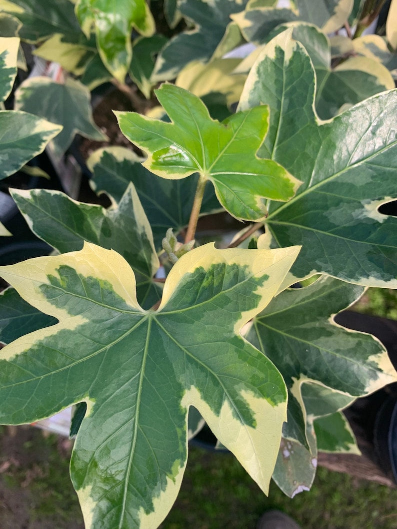 Fatshedera 'Angyo Star' Tree Ivy Live Plant in 6" Pot – Fatshedera lizei, Variegated Foliage, Indoor & Outdoor