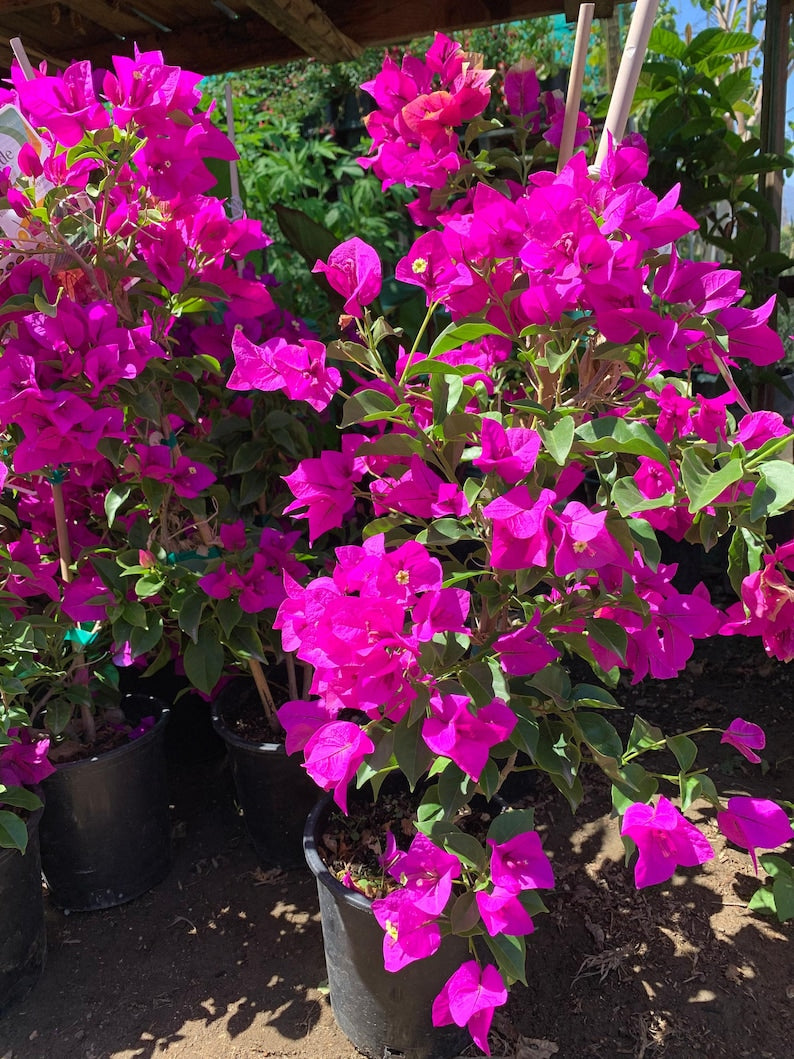 Purple Bougainvillea Live Plant in 6" Pot – Bougainvillea glabra, Climbing or Trailing Vine