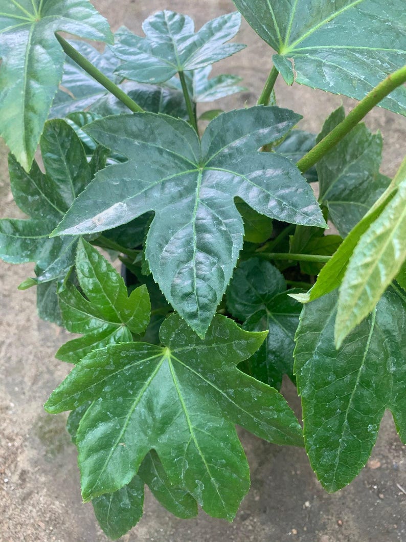 Japanese Aralia Plant in 1 Gallon Pot - Fatsia Japonica with Large Lobed Leaves - Indoor & Outdoor Shade Plant