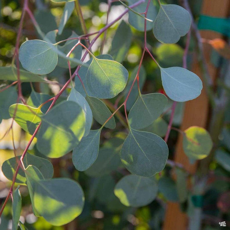 Eucalyptus Silver Dollar Gum Plant – 1ft Tall in 6-Inch Pot – Eucalyptus cinerea Indoor/Outdoor Decorative Plant
