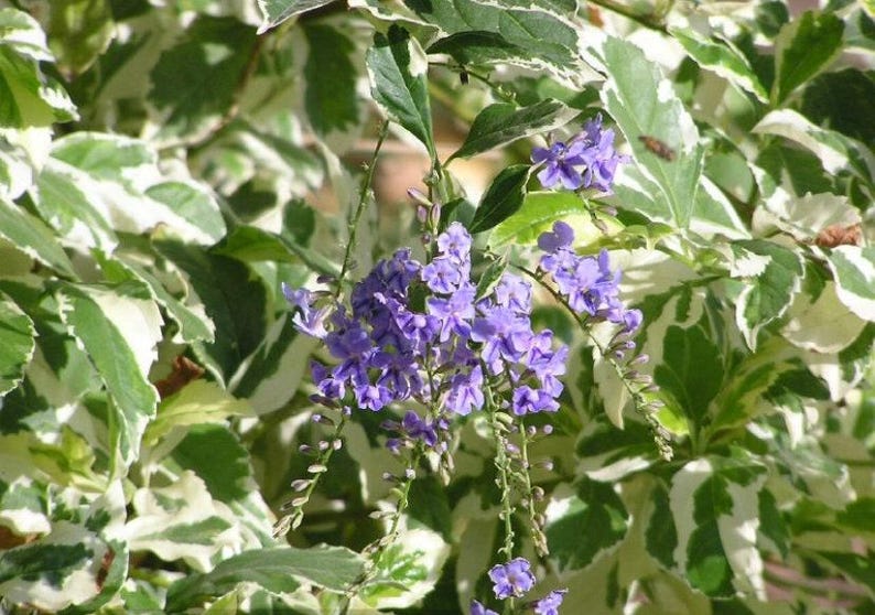 Duranta Repens Variegated Live Plant – 1 ft Tall, 6-Inch Pot, Tropical Ornamental Foliage, Butterfly Attractant, Indoor & Outdoor