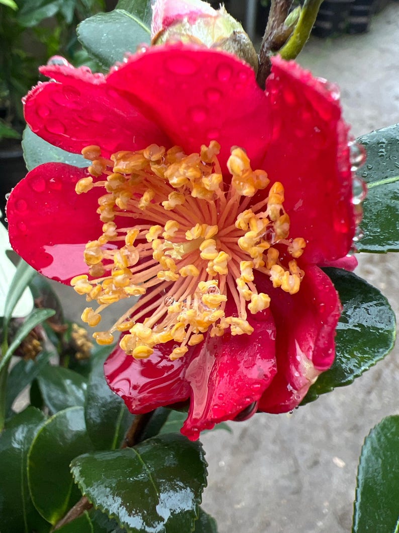 Yuletide Camellia Live Plant in 6" Pot - Red Flowers with Yellow Stamens, Camellia sasanqua
