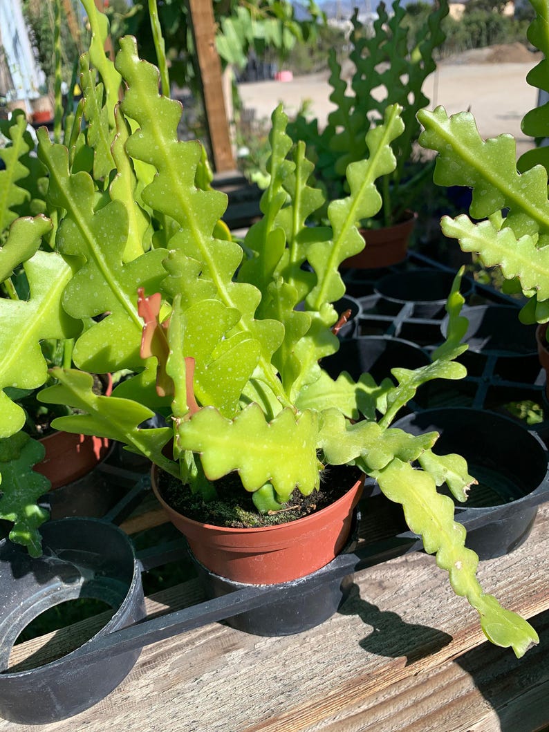 Zig Zag Cactus Plant in 3" Pot - Epiphyllum anguliger Indoor Houseplant for Easy Care & Unique Decor