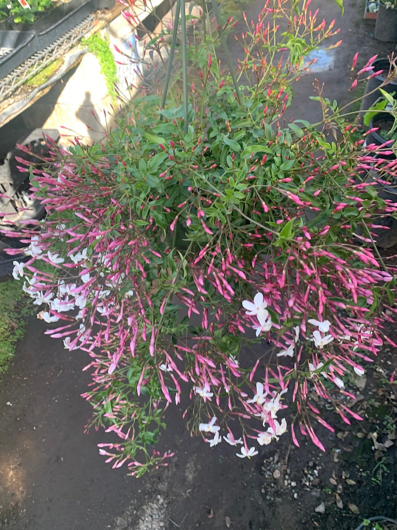 Pink Jasmine Plant in 3 Gallon Pot | Fragrant Pink Flowers | Jasminum polyanthum Climbing Vine