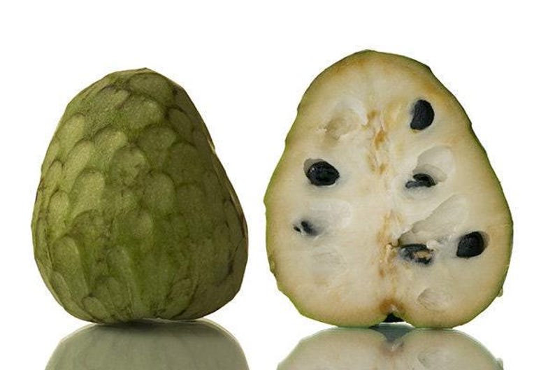 Cherimoya Plant - Pierce Variety - 1ft Tall in 6" Pot - Annona cherimola Tropical Fruit Tree