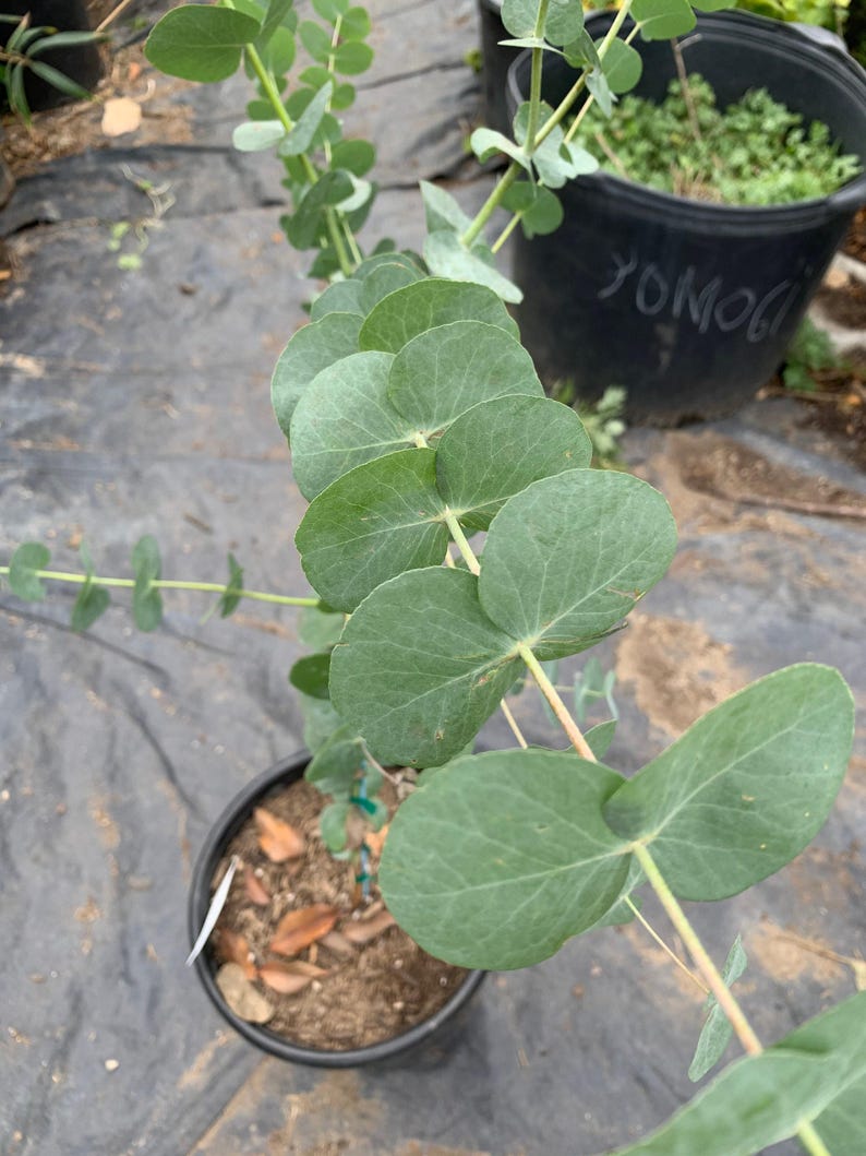 Eucalyptus Silver Dollar Tree Starter Plant - 6" Pot - Eucalyptus polyanthemos - Drought Tolerant Foliage