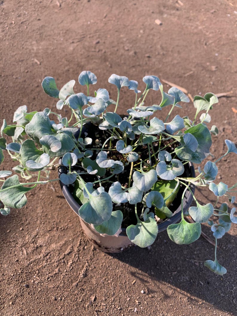 Dichondra 'Silver Falls' Live Plant in 6" Pot, Trailing Silver Foliage Ground Cover, Dichondra argentea