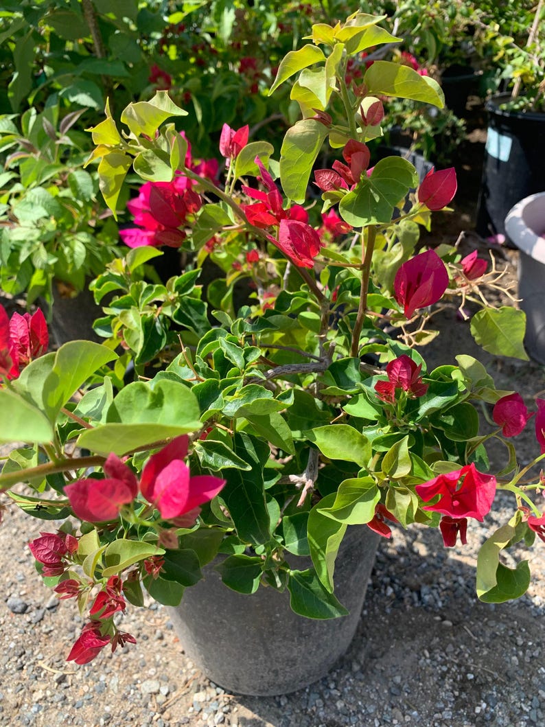 Red Bougainvillea Plant 2-3 Feet Tall in 3-Gallon Pot | Bougainvillea glabra for Gardens & Containers