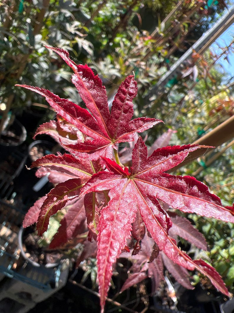 Columnar Red Japanese Maple Plant - 6" Pot - Acer palmatum ‘W.C.R’ - Live Garden Tree for Landscape & Urban Spaces