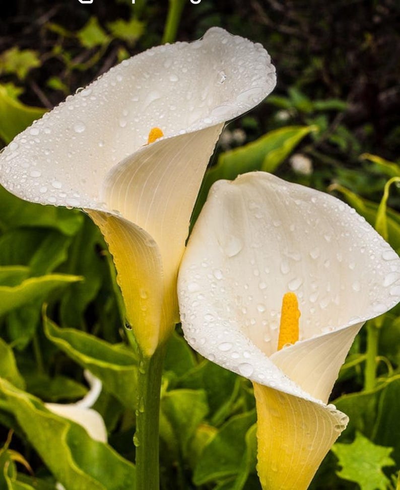 Giant White Calla Lily Plant 1-Gallon Pot Zantedeschia aethiopica with Large Blooms & Spotted Leaves for Gardens or Ponds