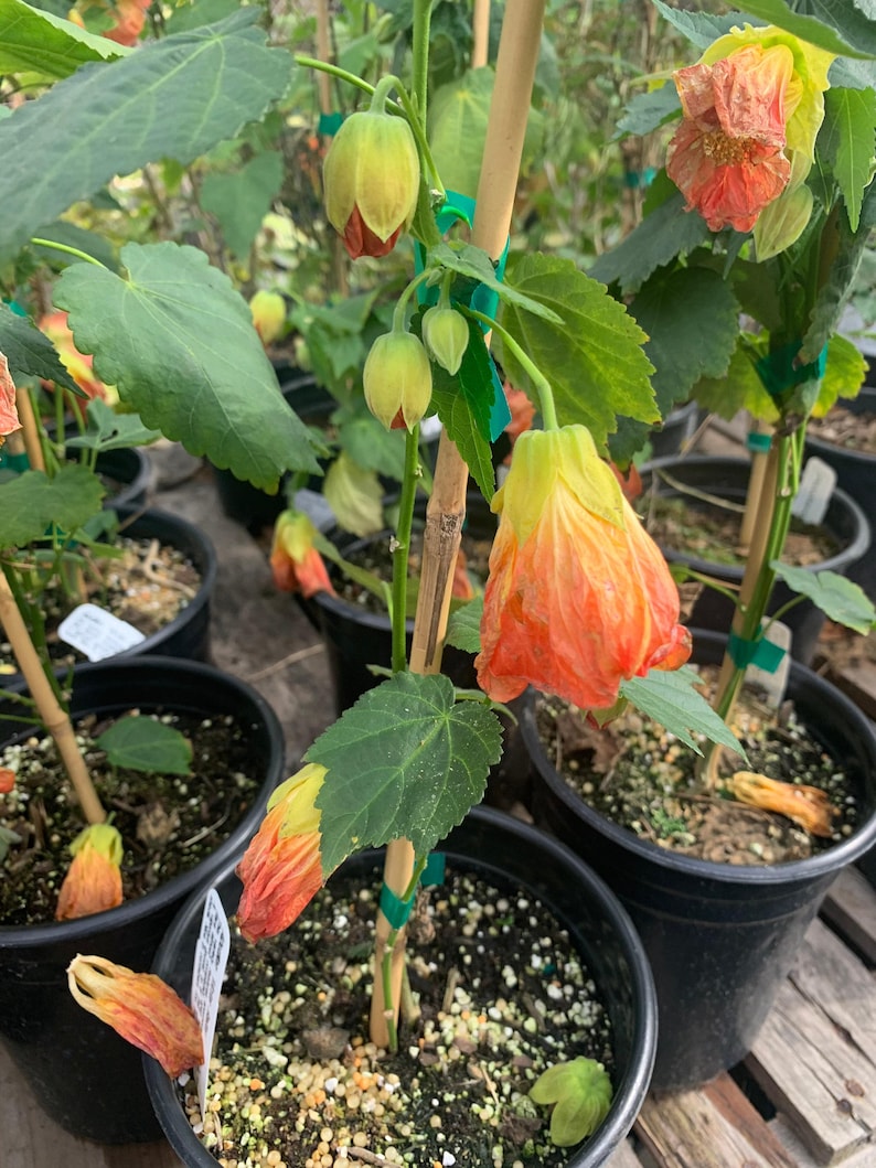 Abutilon 'Victor Reitor' Flowering Maple Plant in 1 Gallon Pot - 1 Foot Tall Indoor/Outdoor