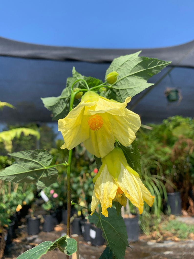 Abutilon Chiffon Live Plant in 6-Inch Pot – Flowering Maple Evergreen Shrub with Yellow Bell-Shaped Flowers