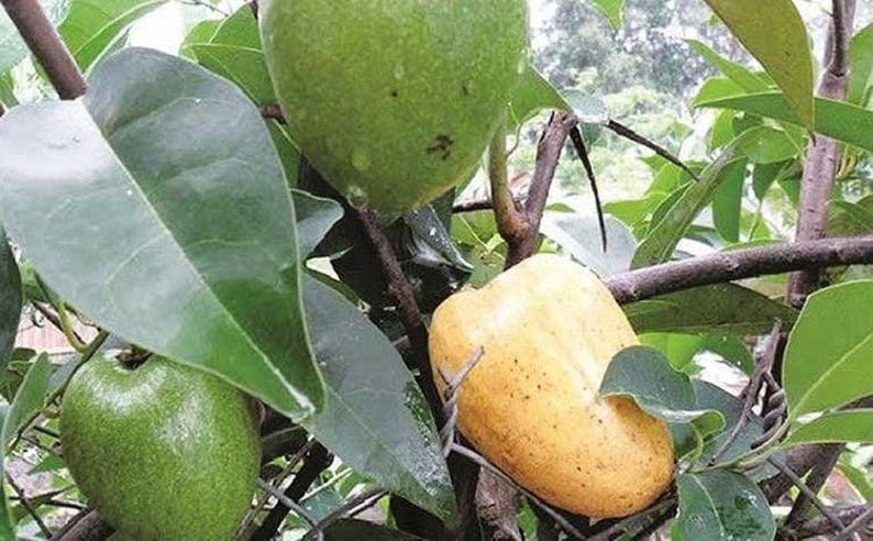 Pond Apple Plant in 6" Pot – Annona glabra Tropical Flood-Tolerant Fruit Tree