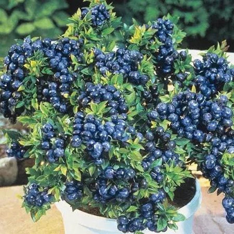 Blueberry Plant - 6" Pot - 'Top Hat' Compact Edible Vaccinium corymbosum
