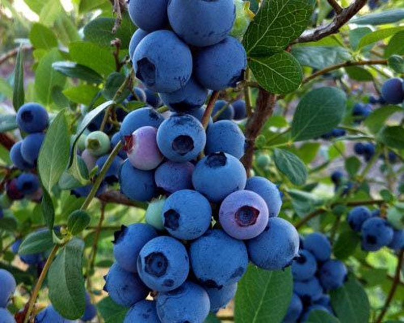 Blueberry Plant Rebel Southern Highbush in 1-Gallon Pot Vaccinium corymbosum for Gardens & Containers