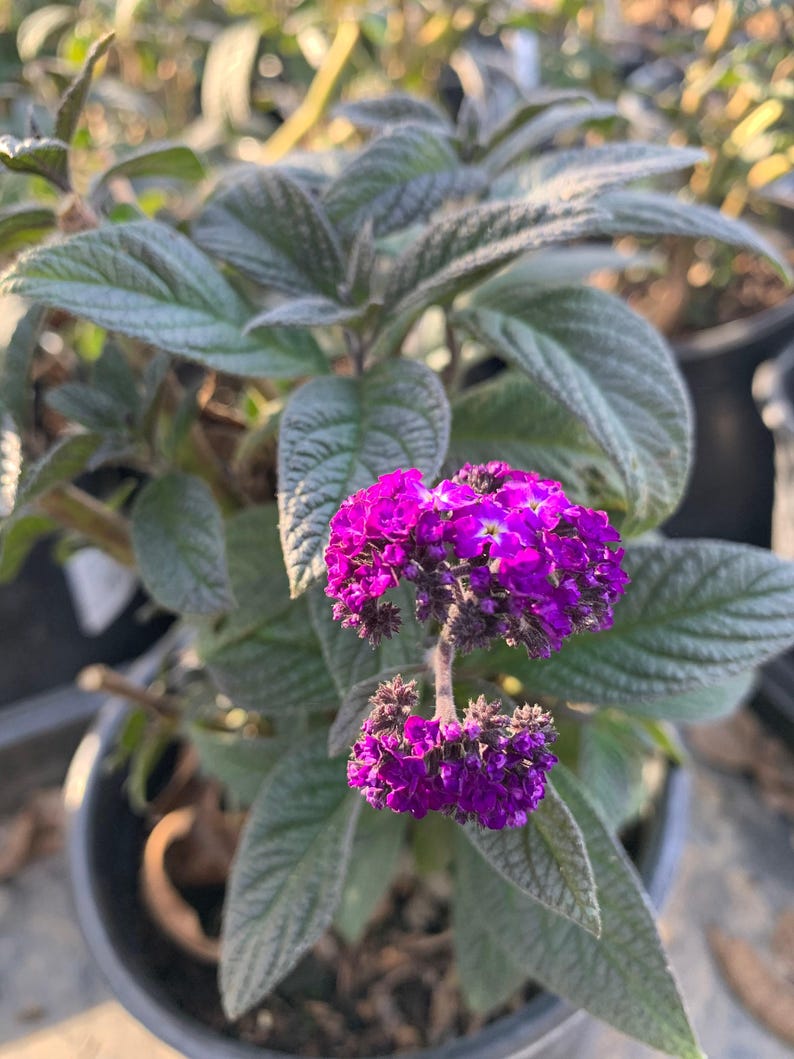 Heliotrope Plant 6" Pot Fragrant Delight Dark Purple Flowers Heliotropium arborescens for Garden, Patio & Borders