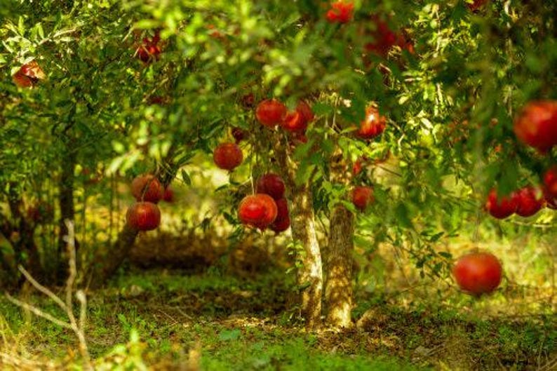 Pomegranate Tree 3-4 ft in Pot | Punica granatum 'Wonderful' | Juicy Red Fruit & Ornamental Drought Tolerant