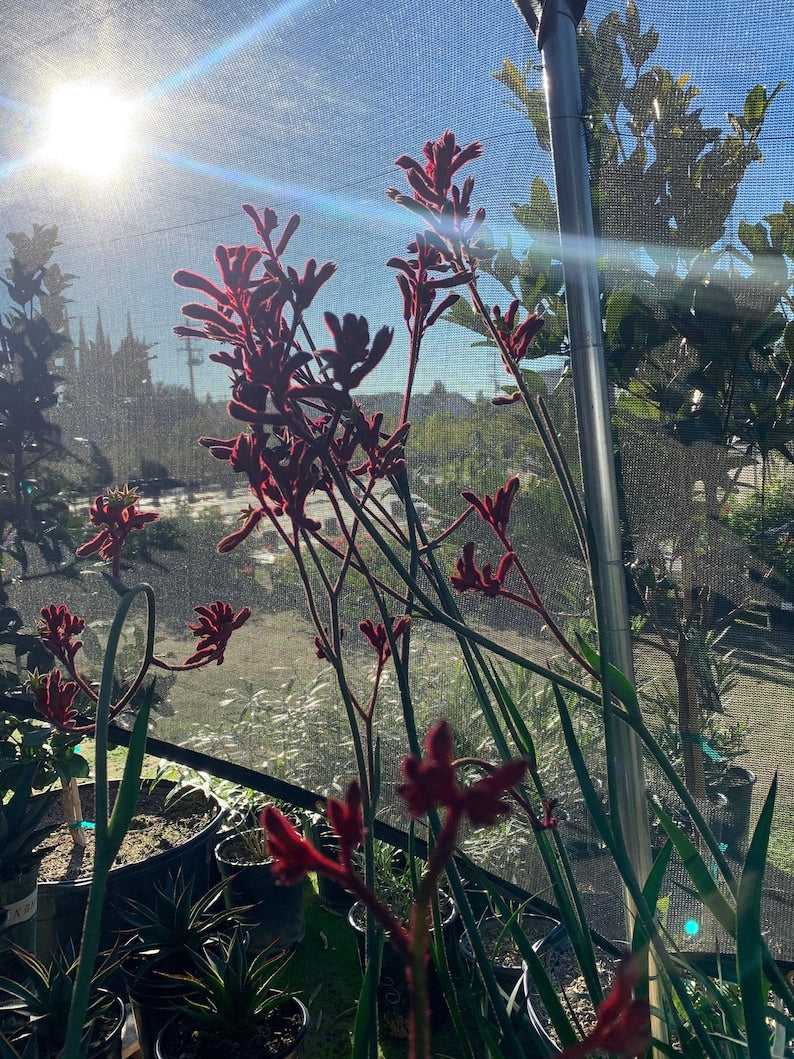 Kangaroo Paw Plant 6" Pot Anigozanthos 'Ruby Velvet' Red Flowers Evergreen Perennial for Gardens & Containers