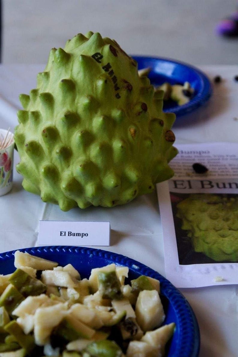 Cherimoya Tree Grafted El Bumpo Variety - Annona Cherimola Live Plant in 3-Gallon Pot, 1-2 Feet Tall