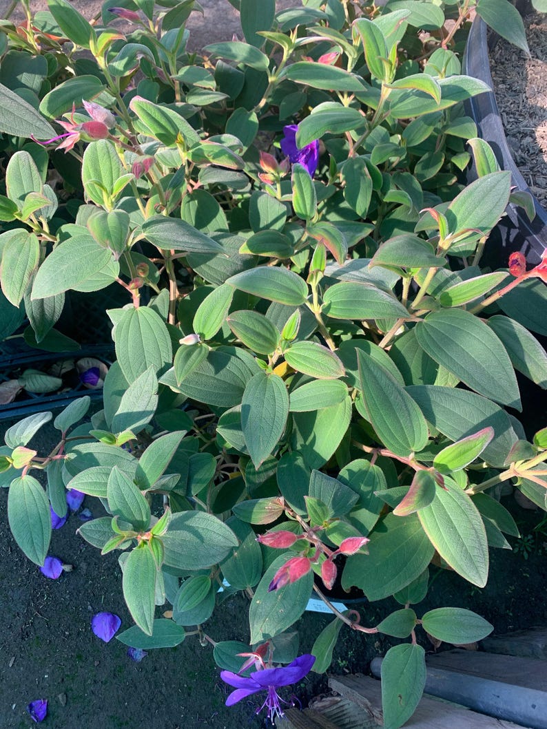 Princess Flower Plant in 6" Pot, Tibouchina urvilleana, Tropical Evergreen Shrub with Deep Purple Flowers
