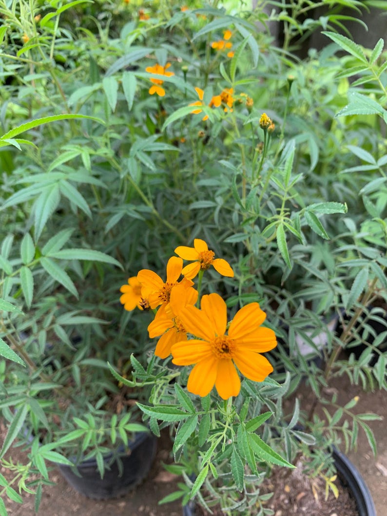Live Plant 1-Gallon Tagetes lemonii Mexican Bush Marigold with Orange-Yellow Flowers, Sun to Part Shade