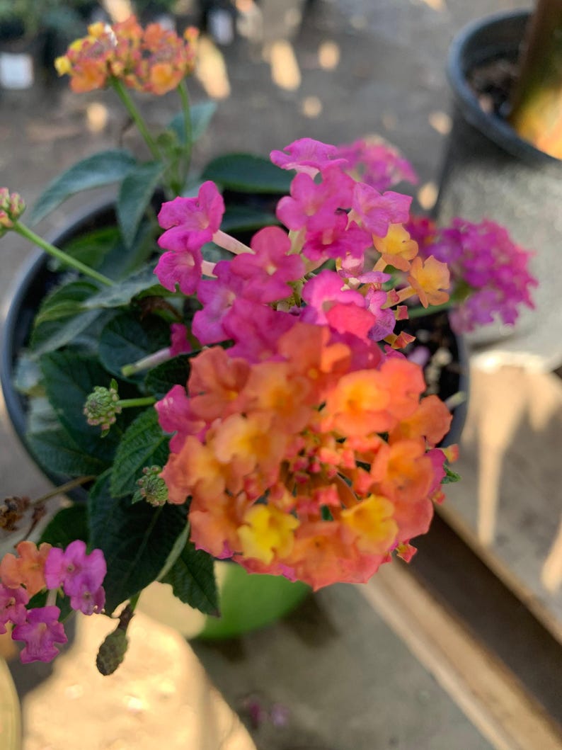 Lantana Plant in 1-Gallon Pot - Rose Variety with Pink and Yellow Flowers - Lantana camara for Garden, Border, or Container