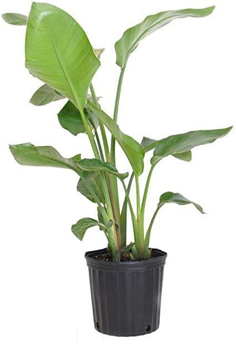 Giant Bird of Paradise Plant - 3 Gallon Pot - Multiple Trunks - Strelitzia Nicolai - Tropical Foliage Indoor or Garden