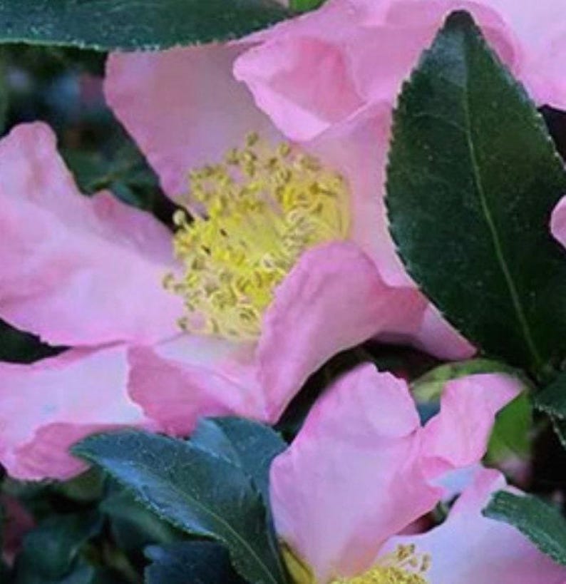 Camellia Plant 1 Gallon - Cleopatra Variety with Fragrant Blooms - Camellia japonica
