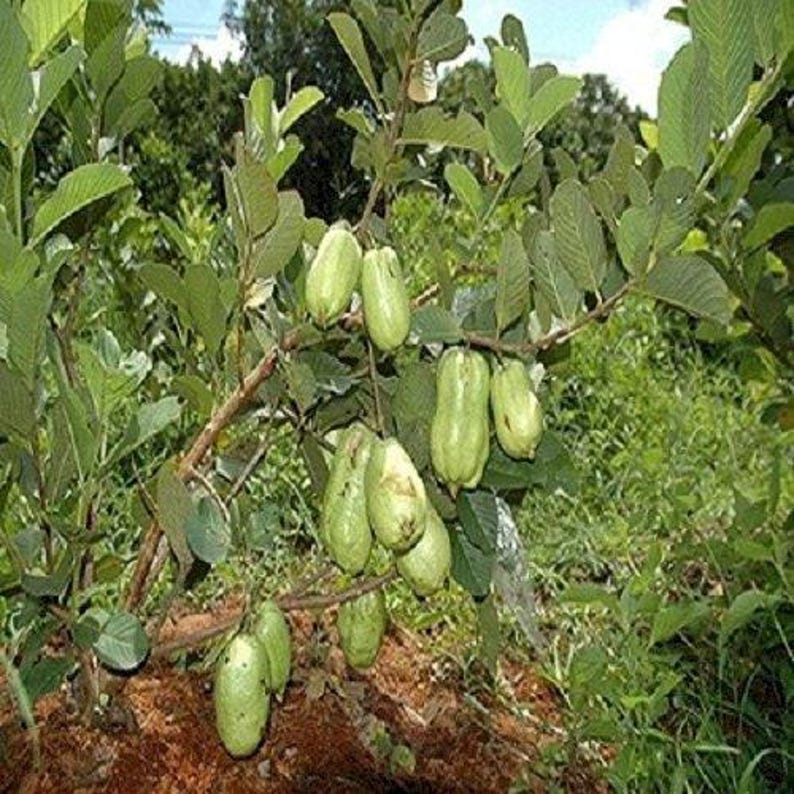 Thai Seedless Guava Plant - 1-2 Feet Tall in 3-Gallon Pot | Psidium guajava Tropical Fruit Tree