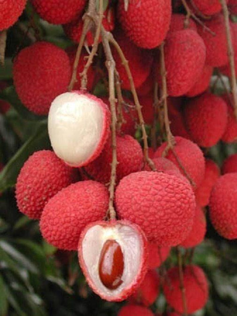 Sweet Heart Lychee Tree - Live Plant in 3-Gallon Pot - Airlayered, 2 Feet Tall, Litchi chinensis, Tropical Fruit Tree