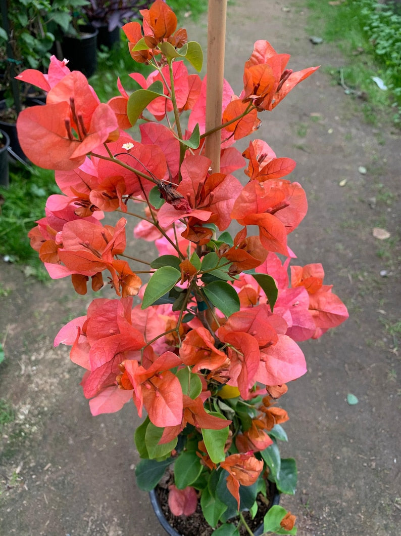 Bougainvillea Live Plant 3-4 Feet Orange King in 3-Gallon Pot | Bougainvillea glabra | Vibrant Orange Blooms