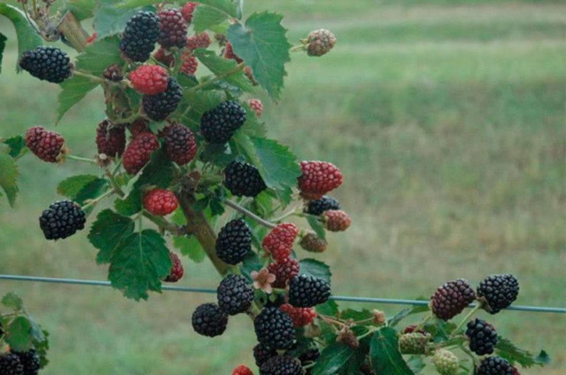 Blackberry Plant - 6" Pot - Prime-Ark Freedom Everbearing Rubus fruticosus - Disease-Resistant, Fruit-Bearing, Hardy in Zones 5-9