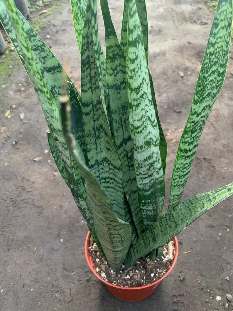 Live Sansevieria trifasciata Snake Plant in 6" Pot or 1-Gallon Pot – Indoor Houseplant, Air-Purifying, Low Maintenance