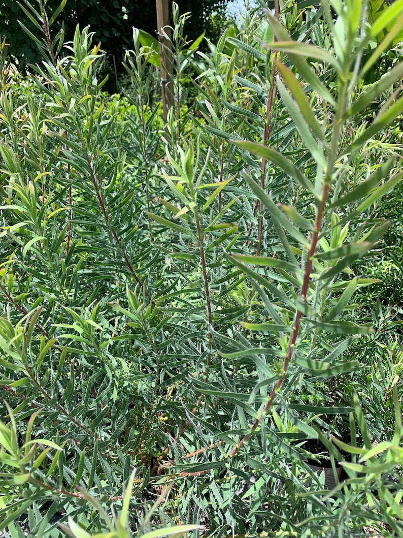 Leucadendron 'Little Red' Live Plant – 1-2 ft Tall Shrub with Red and Cream Flowers – Leucadendron Salignum Hybrid in 6" Pot