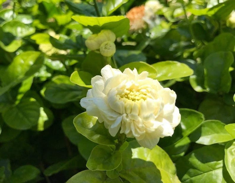 Grand Duke Jasmine Live Plant - 1ft Tall - Fragrant Jasminum sambac in 1-Gallon Pot - Indoor & Outdoor Flowering Plant