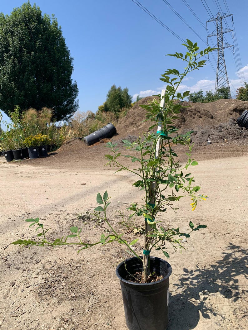 Live Jasmine Plant 2ft Jasminum humile ‘Revolutum’ Fragrant Yellow Evergreen with Large Blooms in 6-inch Pot