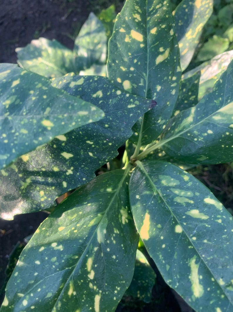 Gold Dust Plant in 1-Gallon Pot, Variegated Aucuba japonica 'Variegata' with Yellow Splash Foliage