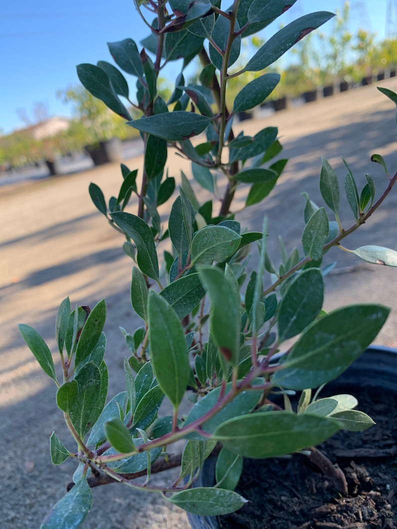 Arctostaphylos 'Howard McMinn' Medium Shrub 6" Pot Pink Flowers Bright Green Foliage Red Bark Landscape Plant