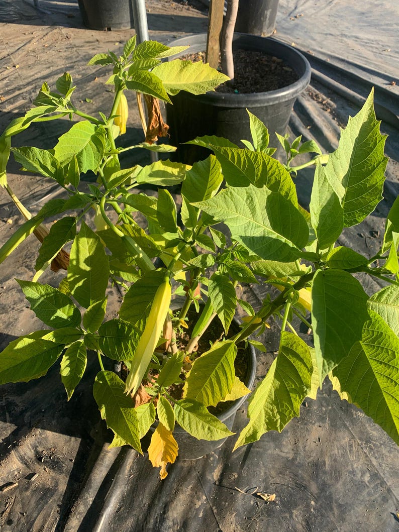 Brugmansia 'Charles Grimaldi' Angel Trumpet Plant – Golden-Apricot Fragrant Flowers – 3-Gallon Pot, 2 Feet Tall